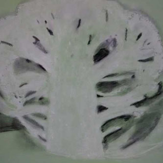 Cauliflower Study by Peter Quay Drawing