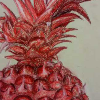 Pineapple Study by Laura Quay Drawing